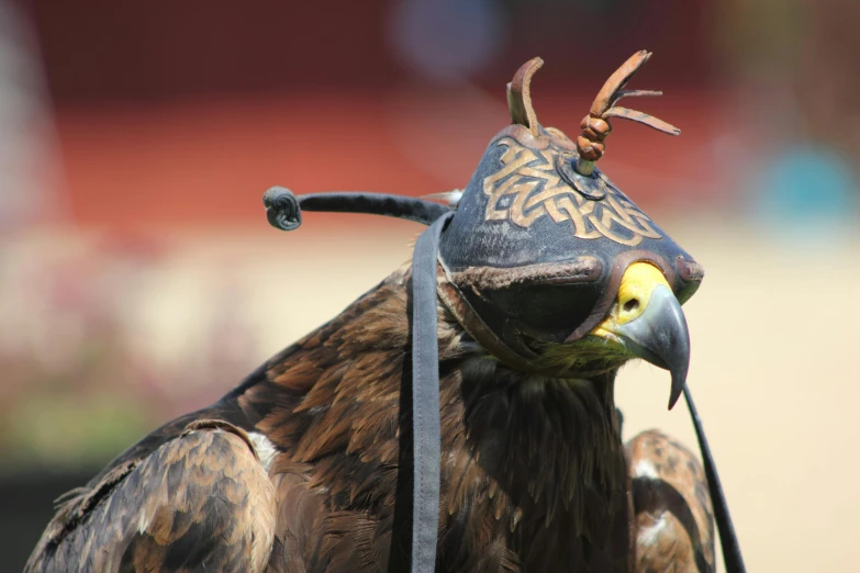 a close up of a bird of prey wearing a hat, pexels contest winner, hurufiyya, renaissance fair, avatar image, feathered cavalry, head down