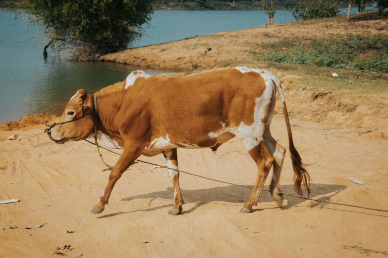 a brown and white cow walking across a dirt field, an album cover, trending on unsplash, laos, near a lake, gif, sturdy body