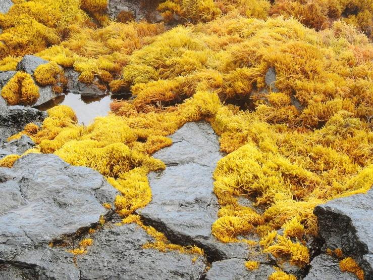 a bunch of yellow moss sitting on top of a rock, sea plants, dark grey and orange colours, yellow carpeted, slide show