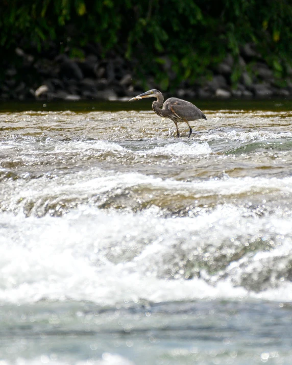 a bird that is standing in some water, of a river, white water, river running thru the middle