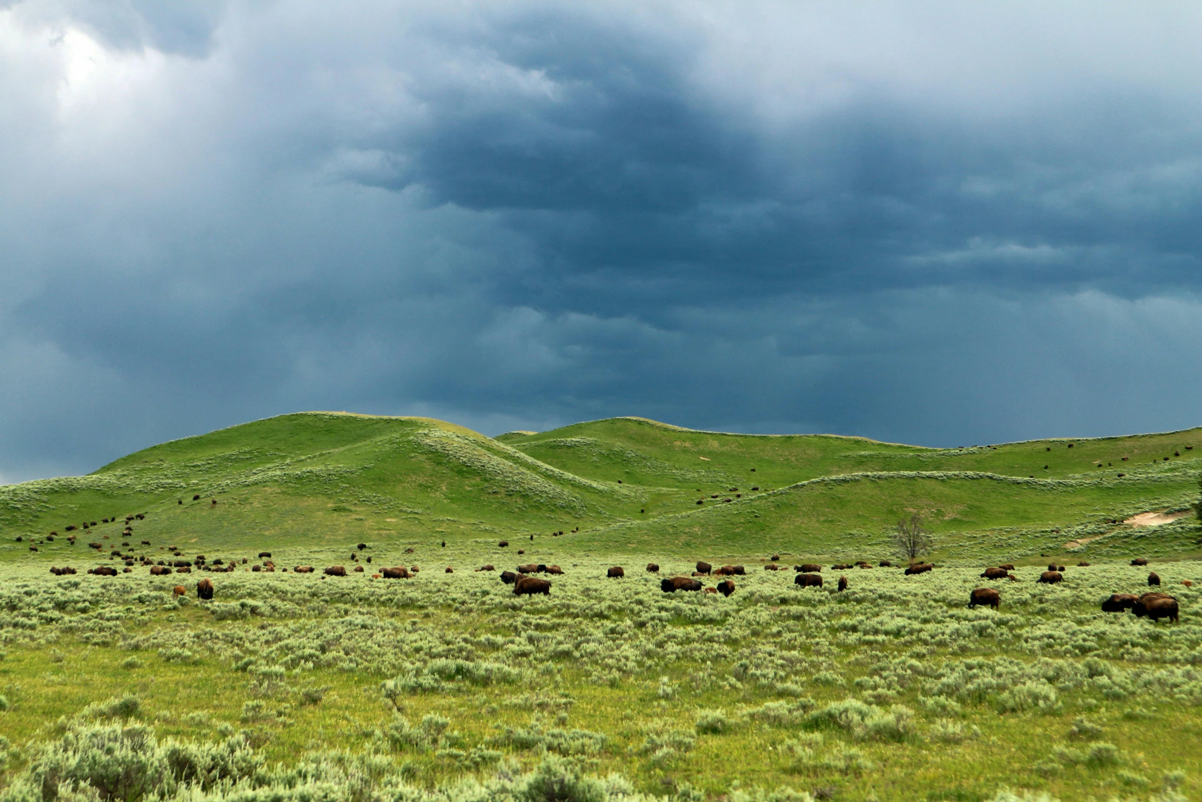 a herd of cattle grazing on a lush green field, by Alison Geissler, unsplash contest winner, land art, stormy skies, badlands, a green, conde nast traveler photo