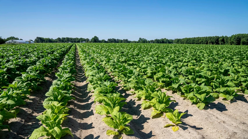 rows of lettuce growing in a field, a portrait, by Jan Tengnagel, shutterstock, praying with tobacco, in sunny weather, in louisiana, 1 6 x 1 6