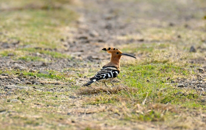 a bird that is standing in the grass, on ground, feathers exotic morphing hoopoe, 2019 trending photo, multiple stories