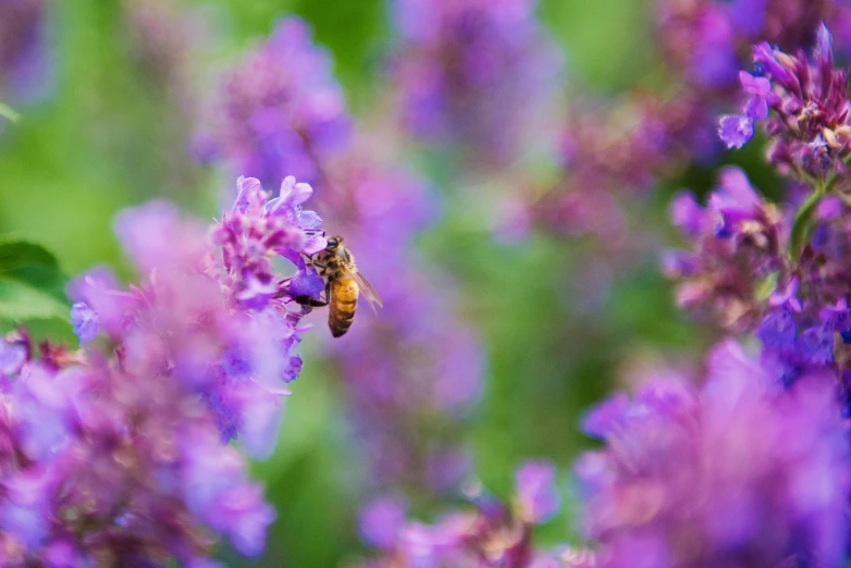 a bee sitting on top of a purple flower