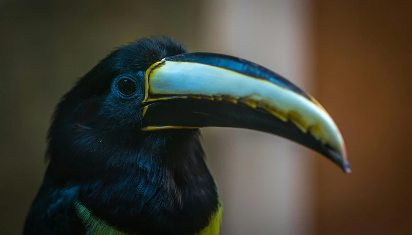 a close up of a black bird with a yellow beak, pexels contest winner, sumatraism, large noses, today\'s featured photograph 4k, multicolored, an ancient