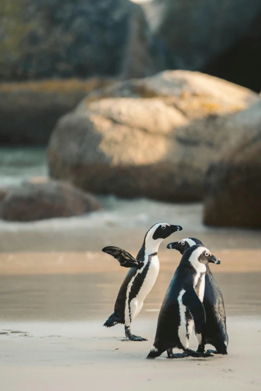 two penguins standing next to each other on a beach, by Peter Churcher, morning light, playful pose, cape, boulders