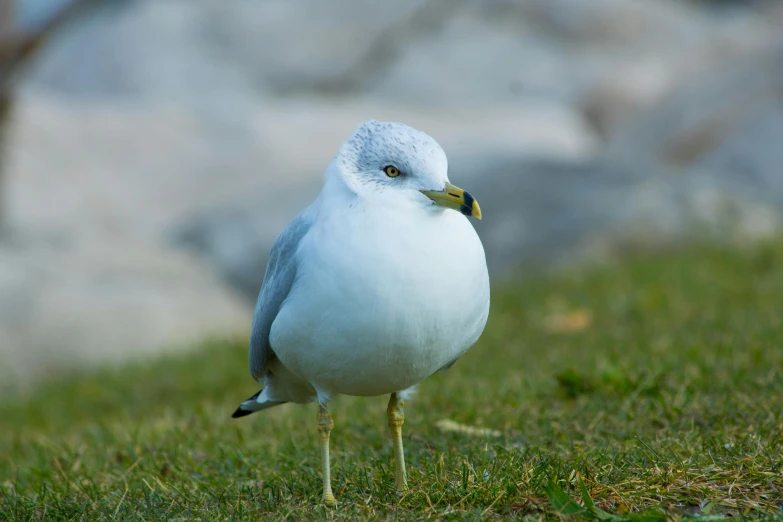 a bird that is standing in the grass, on a green lawn