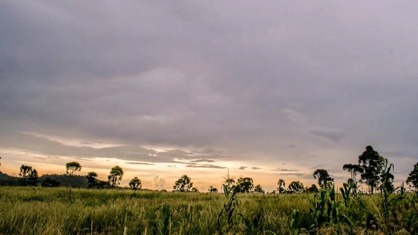 a field full of tall grass under a cloudy sky, by Peter Churcher, unsplash, sunset panorama, cabbage trees, overcast gray skies, baobab trees in distance