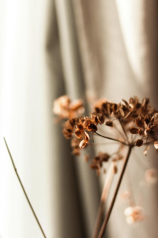 a close up of a flower in a vase, muted brown, dried vines, soft light through blinds, seeds