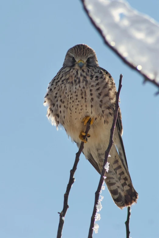 a bird sitting on top of a tree branch, happening, looking serious, icy, spotted, flat triangle - shaped head