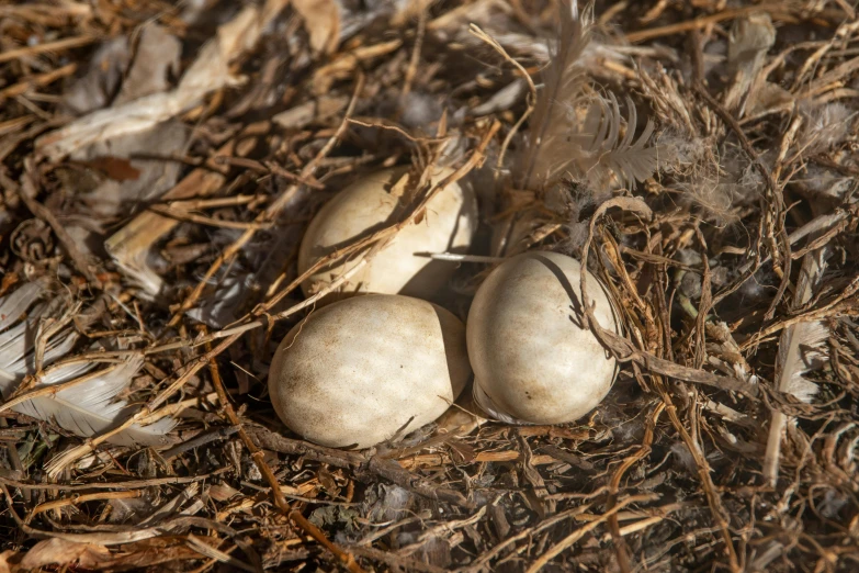 a couple of eggs sitting on top of a pile of dirt, white feathers, fairy circles, full frame image, greg ruthowski