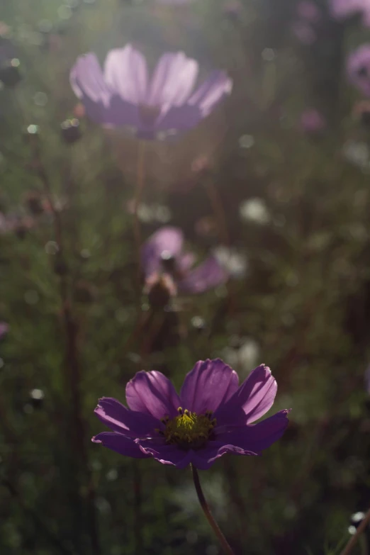 a bunch of purple flowers sitting on top of a lush green field, by Attila Meszlenyi, romanticism, soft light - n 9, miniature cosmos, color photograph, some sunlight ray