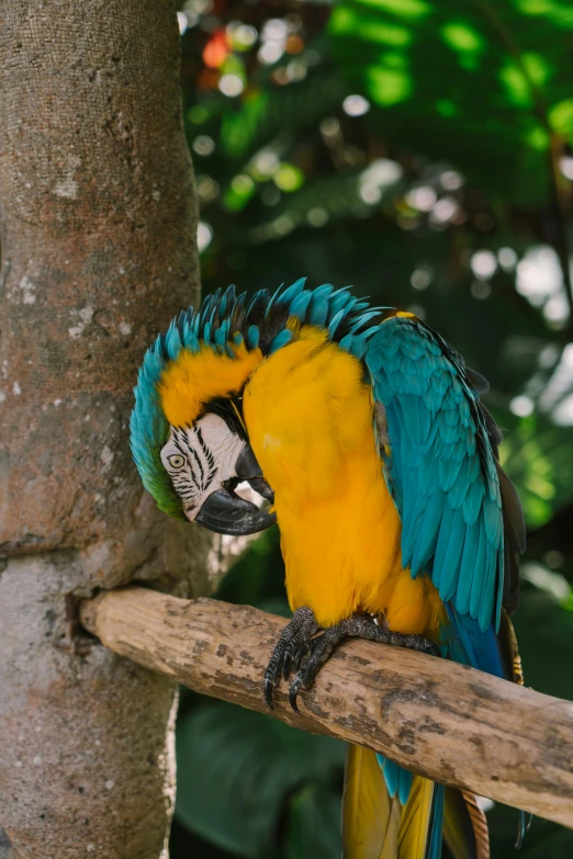 a blue and yellow parrot perched on a tree branch, looking tired, multicoloured, brazilian