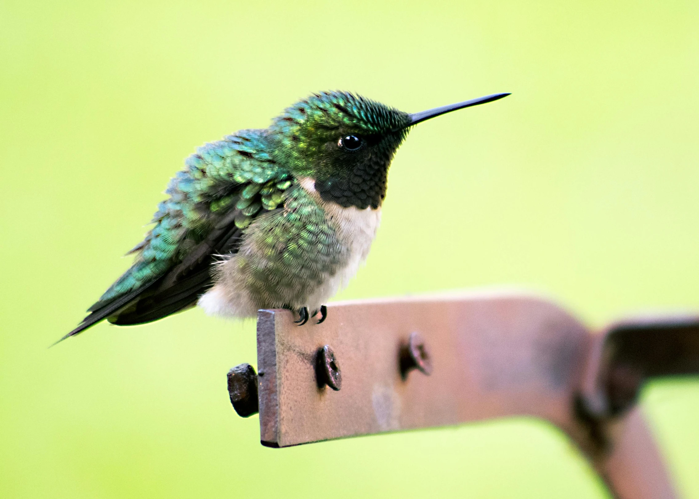 a small bird sitting on top of a wooden bench, by Jim Nelson, trending on pexels, arabesque, hummingbird, fluffy green belly, geometrically realistic, outdoor photo