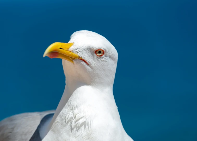 a close up of a seagull with a blue sky in the background, by Julia Pishtar, pexels contest winner, yellow beak, 🦩🪐🐞👩🏻🦳, white eyes without pupils, with a blue background