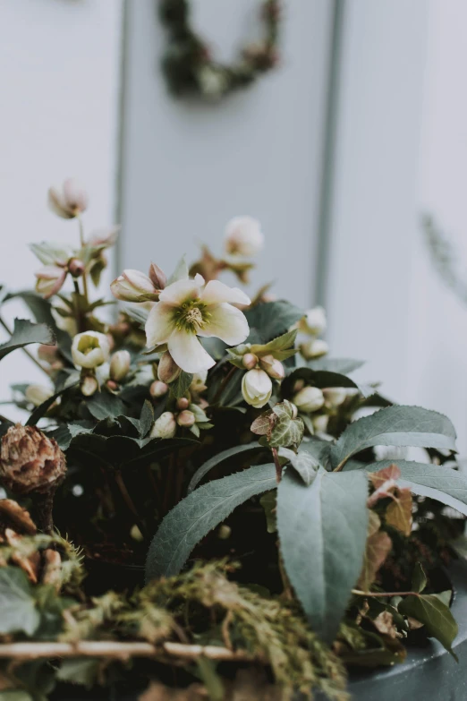 a potted plant sitting on top of a table, inspired by Frederick Goodall, trending on unsplash, art nouveau, patchy flowers, close up front view, wintertime, crown of thorns