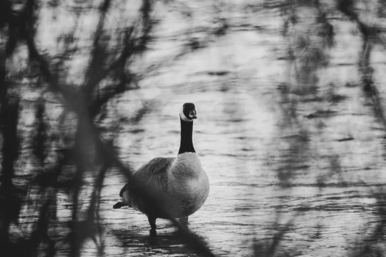 a black and white photo of a goose in the water, by Emma Andijewska, pexels contest winner, shady look, on a riverbank, during golden hour, high quality artwork