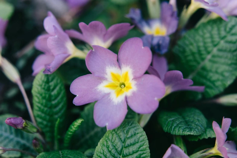 a close up of a purple flower with green leaves, unsplash, mediumslateblue flowers, f 1.4 kodak portra, various posed, laura watson