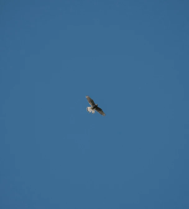 a bird that is flying in the sky, by Mathias Kollros, hurufiyya, visible from afar!!, clear blue sky, raptor, ignant