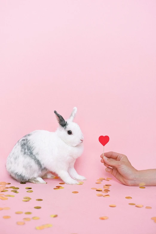 a white rabbit sitting next to a person holding a red heart, by Julia Pishtar, pexels contest winner, pink background, small animals, instagram post, clover