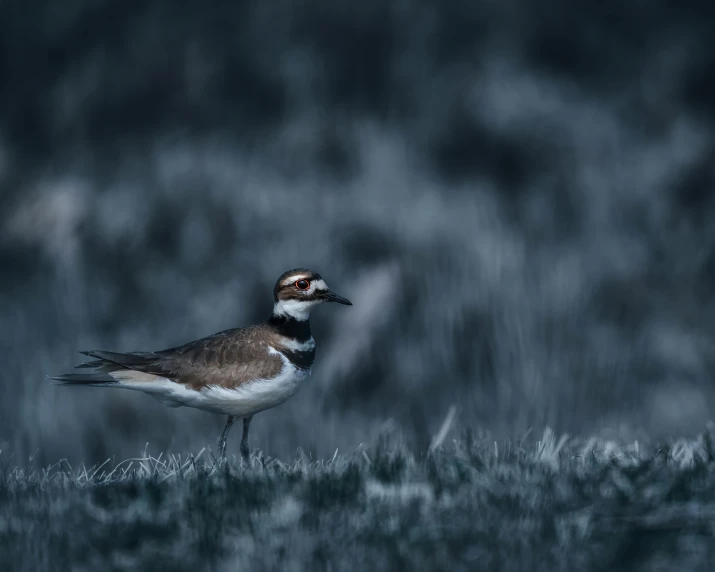 a small bird standing on top of a grass covered field, pexels contest winner, naturalism, chilly dark mood, rippling, hunting, canvas