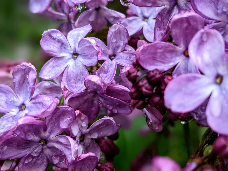 a close up of a bunch of purple flowers, by Julian Hatton, pexels, after the rain, lilac, ((purple)), dynamic closeup