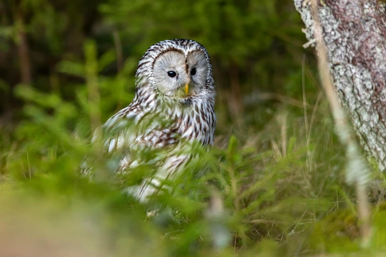 an owl sitting in the grass next to a tree, by Jesper Knudsen, pexels contest winner, hurufiyya, bright nordic forest, silver haired, medium format, on clear background