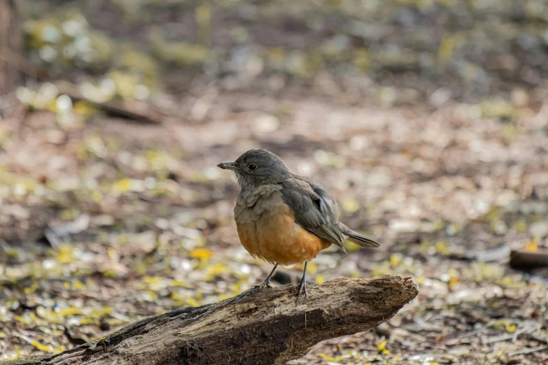 a small bird standing on a log in the woods, gray and orange colours, chilean, robin eley, fan favorite