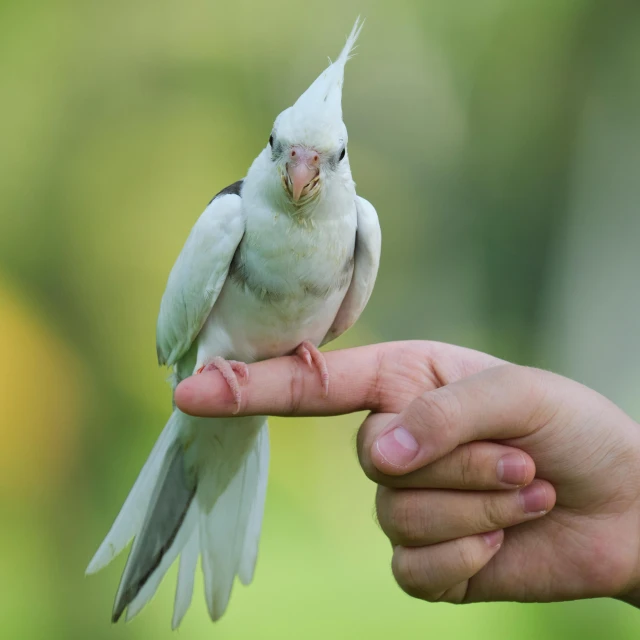 a close up of a person's hand holding a bird, albino, shrugging, pararel, shot with sony alpha