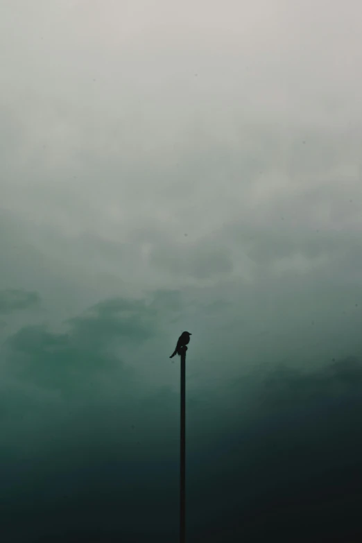 a bird sitting on top of a pole under a cloudy sky, pexels contest winner, postminimalism, dreary, instagram picture, sittin, concert