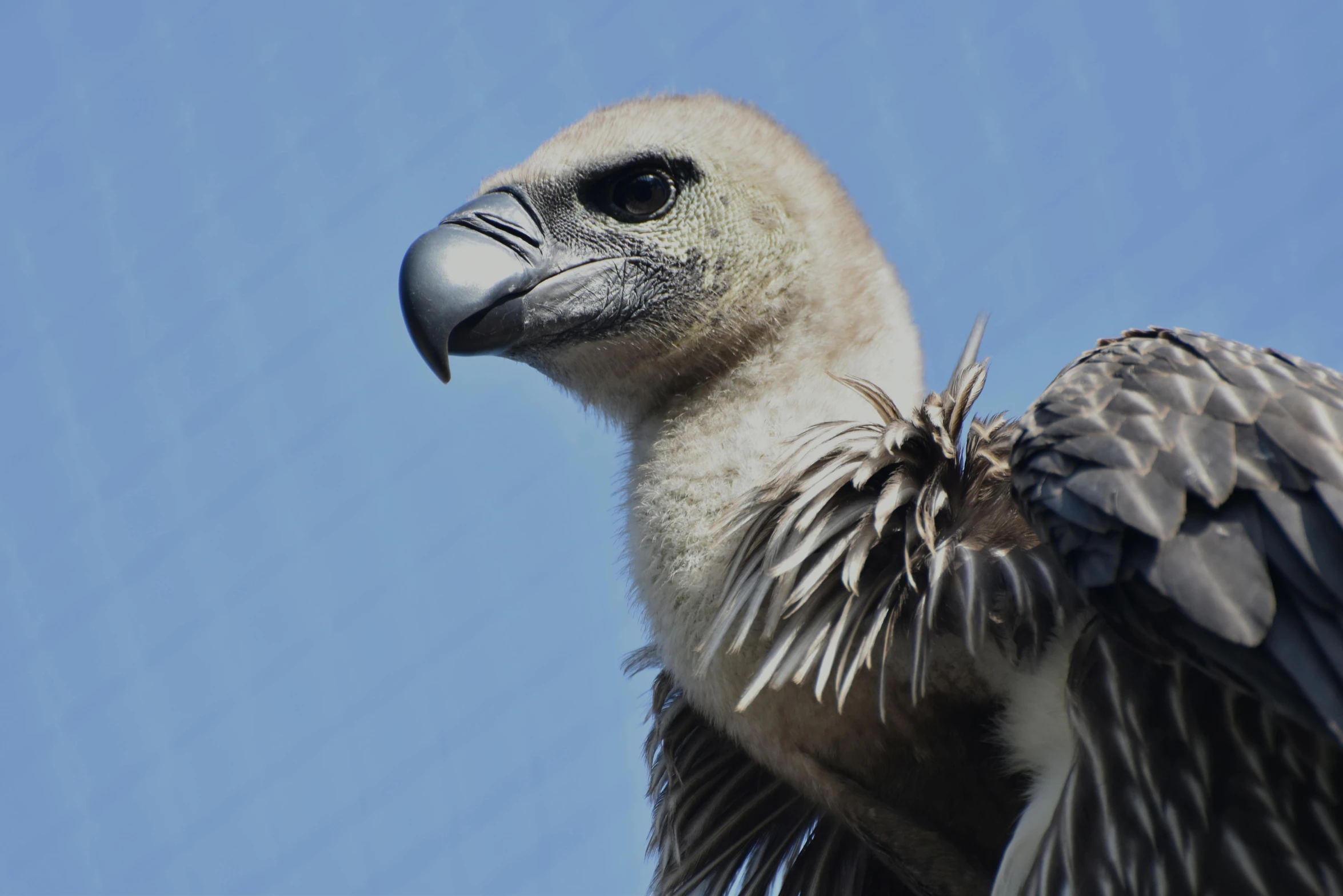 a close up of a bird with a blue sky in the background, hurufiyya, vulture, hatched pointed ears, grey, museum quality photo