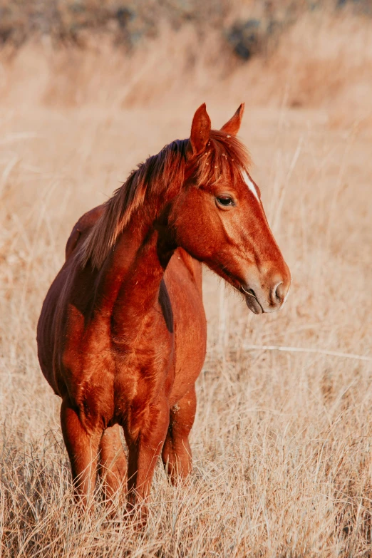 a brown horse standing on top of a dry grass field, smooth red skin, unsplash photo contest winner, huge glistening muscles, slide show