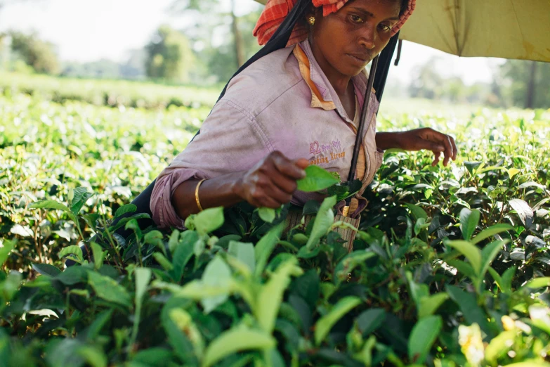 a woman picking tea leaves in a field, by Daniel Lieske, trending on unsplash, no cropping, portra, african woman, thumbnail