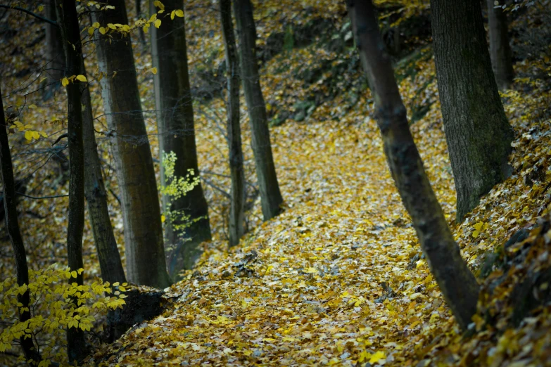 a forest filled with lots of yellow leaves, inspired by Jan Müller, pexels contest winner, fan favorite, foot path, shot on sony a 7, 2 5 6 x 2 5 6 pixels