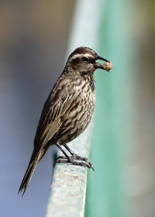 a small bird sitting on top of a metal rail, having a snack, a salt&pepper goatee, 1 female, slightly muscular