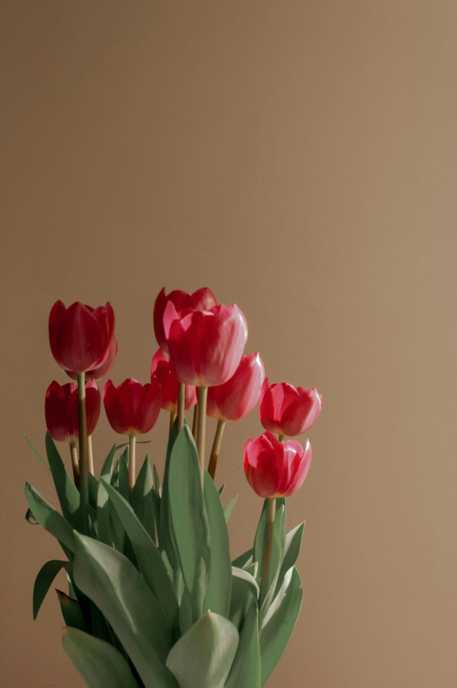 a vase filled with red tulips sitting on a table, a still life, pexels contest winner, gradient brown to red, soft shadow, some pink, no cropping