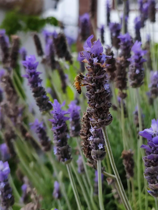 a close up of a bunch of purple flowers, lavender plants, bees, over the shoulder, exterior botanical garden