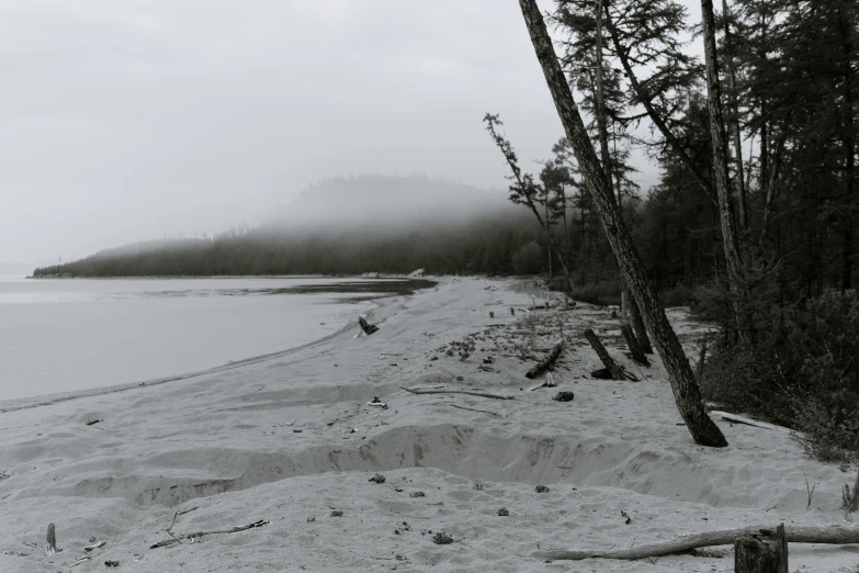 a black and white photo of a beach and trees, unsplash, land art, haida, white fog painting, desaturated color, wilderness ground