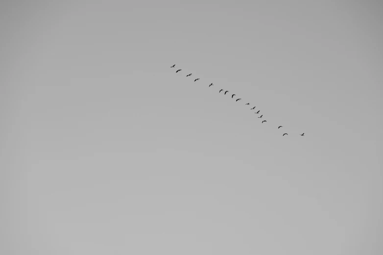 a flock of birds flying in the sky, a photo, by Karl Buesgen, pexels, minimalism, grey, crane, taken with a pentax k1000, portrait!!!!