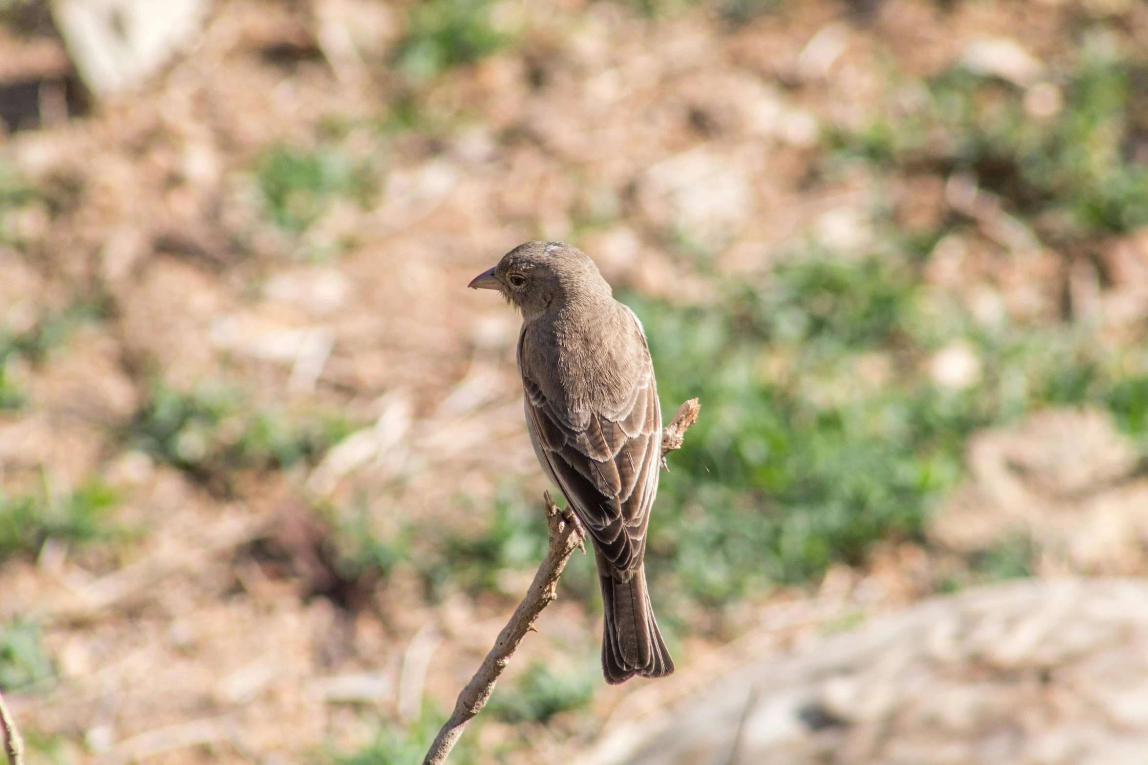 a small bird sitting on top of a tree branch, trending on pixabay, mingei, oman, brown stubble, mid 2 0's female, pallid skin