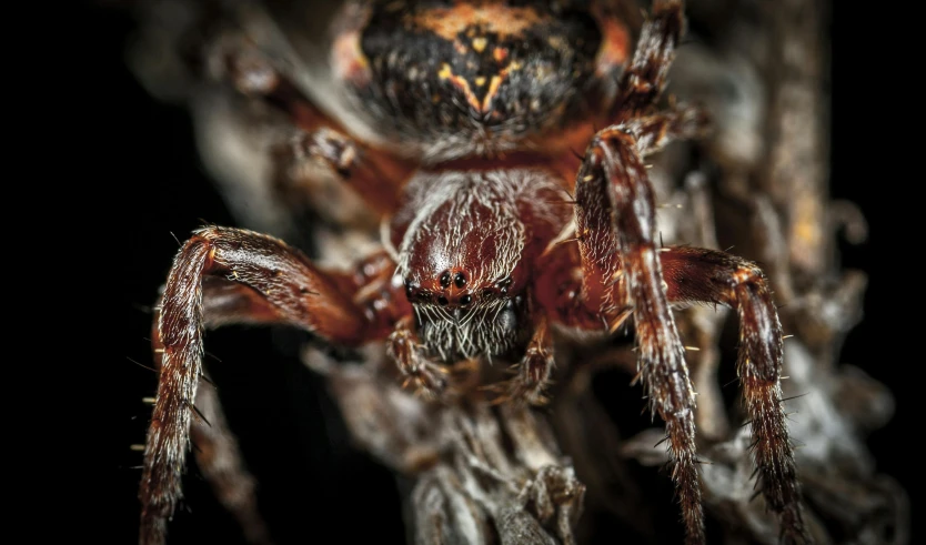 a close up of a spider on a black background, a macro photograph, pexels contest winner, hurufiyya, gustave dore and marco mazzoni, full frontal portrait, brown, illustration »