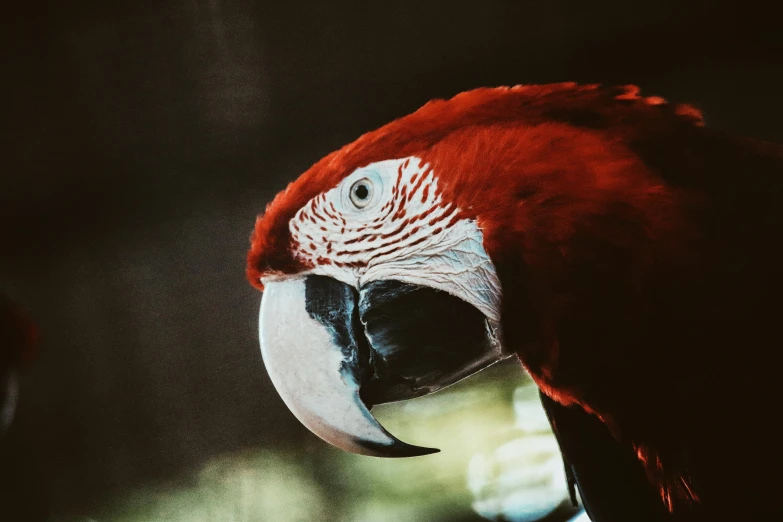 a close up of a parrot's face with a blurry background, a photo, by Adam Marczyński, pexels contest winner, photorealism, high resolution print :1 red, graphic print, shot on kodak ektar, a wooden