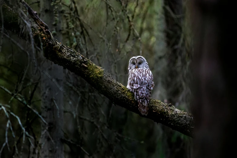 a small owl sitting on top of a tree branch, by Peter Churcher, pexels contest winner, in serene forest setting, grey, hunting, soaking wet