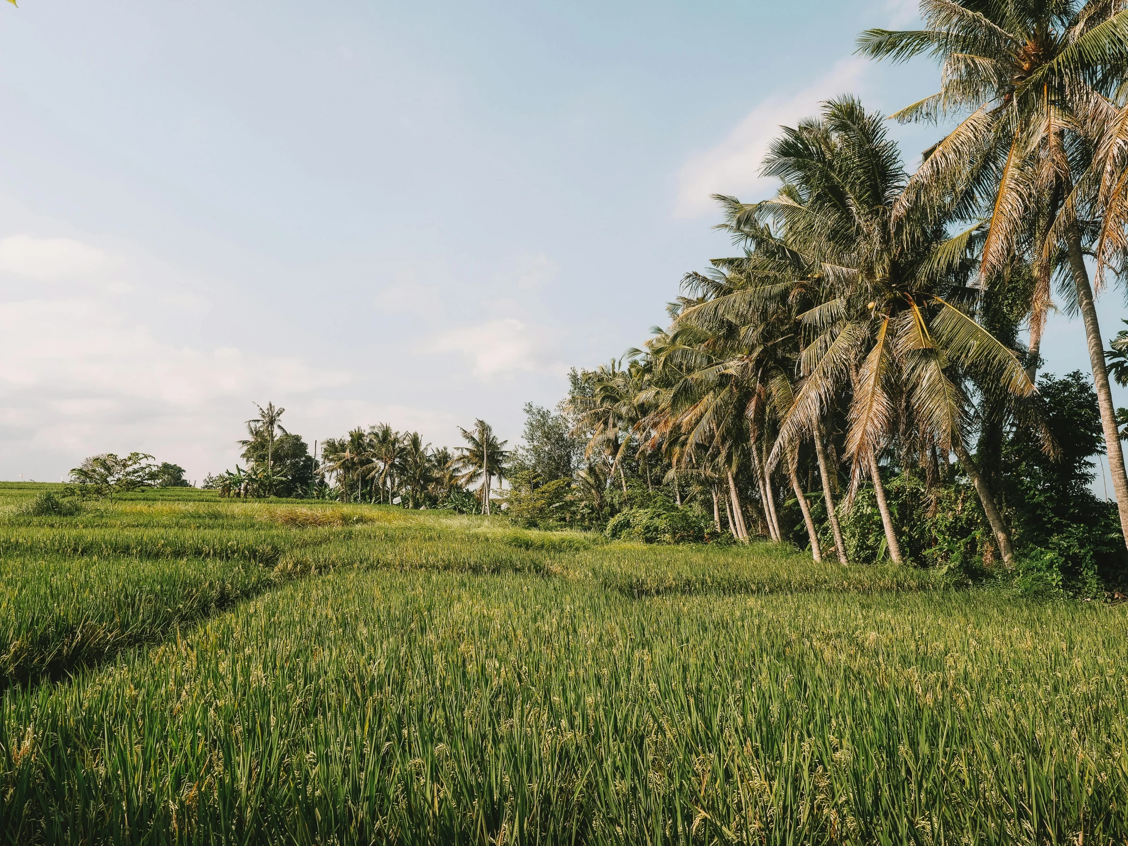 a lush green field with palm trees in the background, by Carey Morris, unsplash contest winner, sumatraism, background image, bali, farmland, victoria siemer