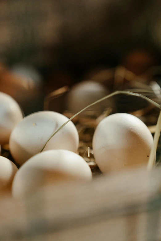 a basket full of eggs sitting on top of a table, a picture, by Jan Tengnagel, unsplash, renaissance, intense albino, upclose, farms, slide show