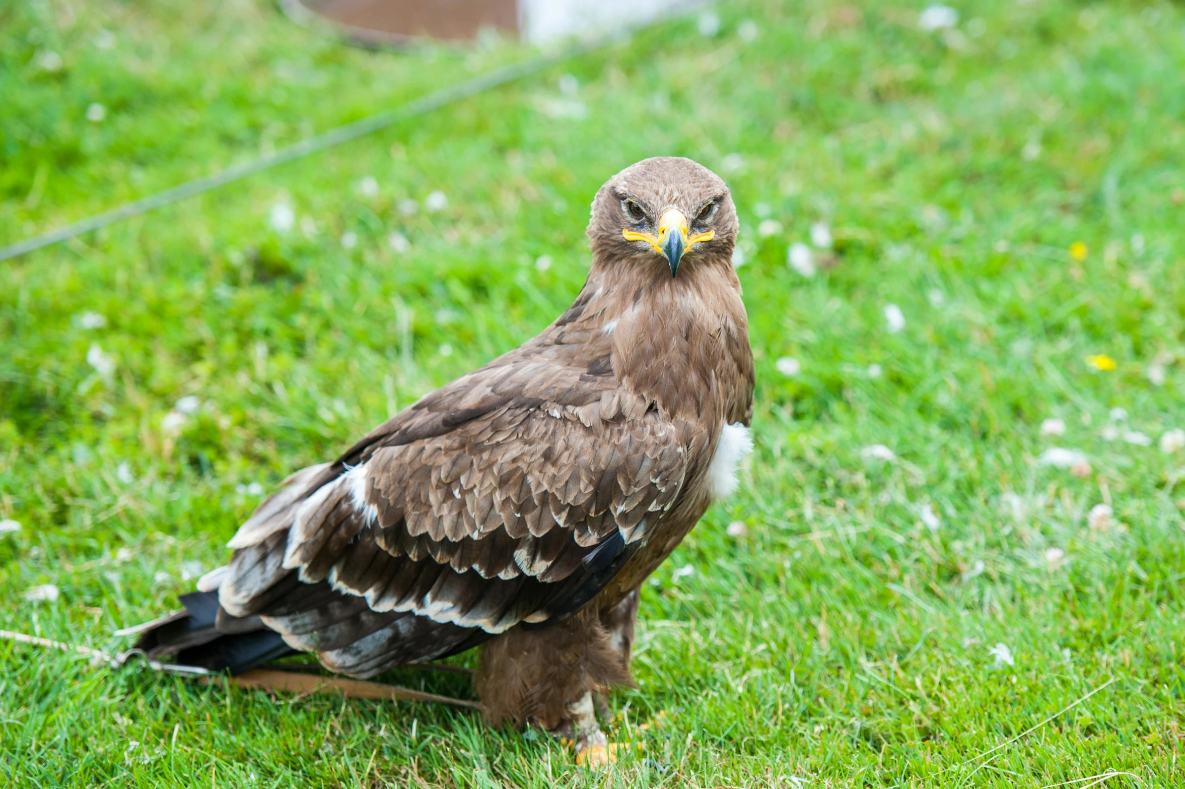 a brown bird standing on top of a lush green field, pexels contest winner, hurufiyya, gryphon, festivals, with strong judging eyes, on ground