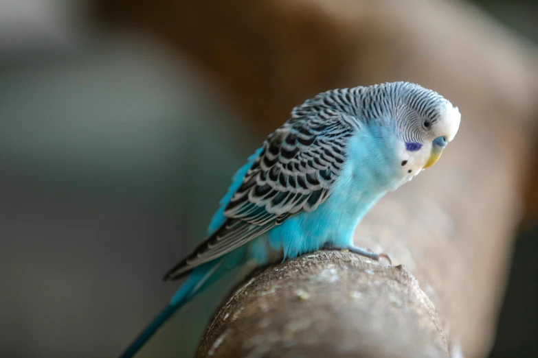 a blue and white parakeet sitting on a piece of wood, trending on pexels, arabesque, grey, a brightly colored, long chin, on a pedestal