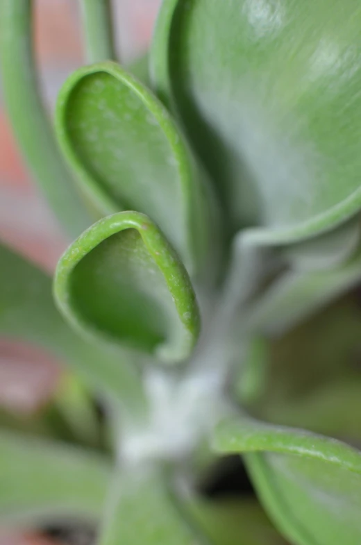 a close up of a plant with green leaves, a macro photograph, by Jessie Algie, curvaceous. detailed, curled slightly at the ends, short light grey whiskers, protophyta