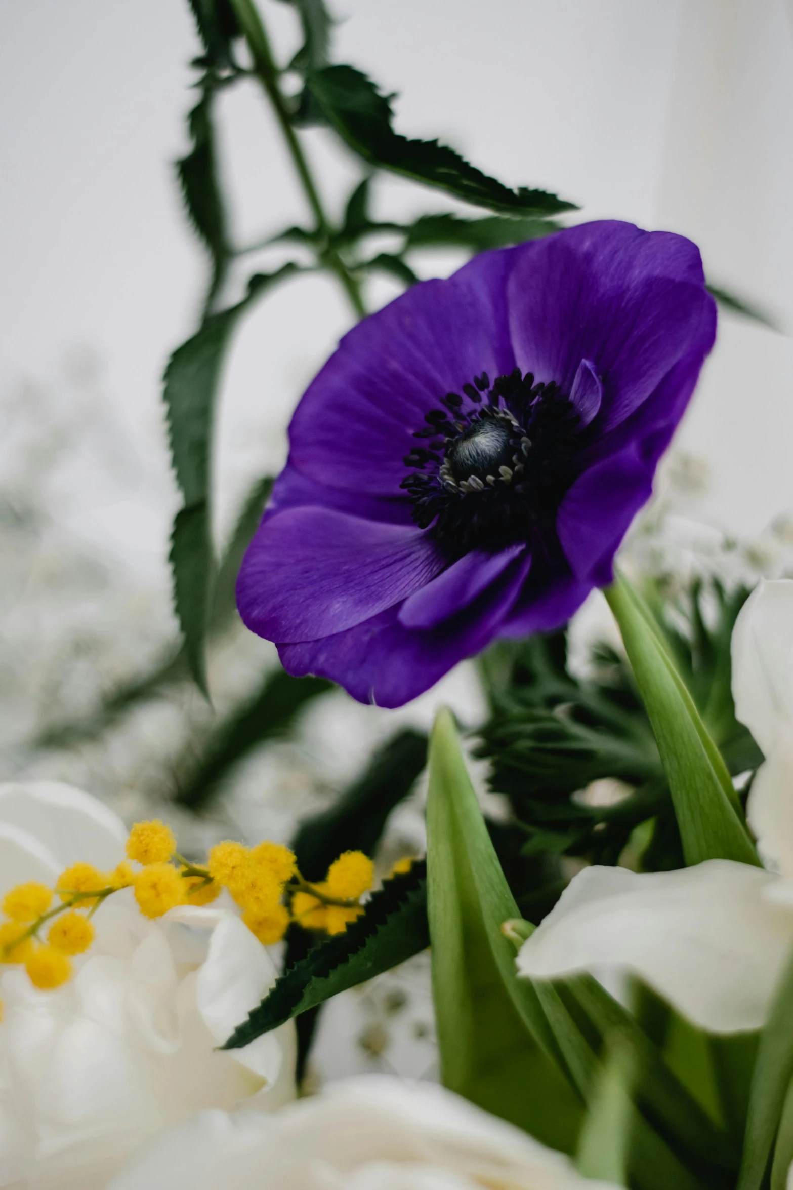 a close up of a purple flower in a vase, anemones, more and more flowers, looking off to the side