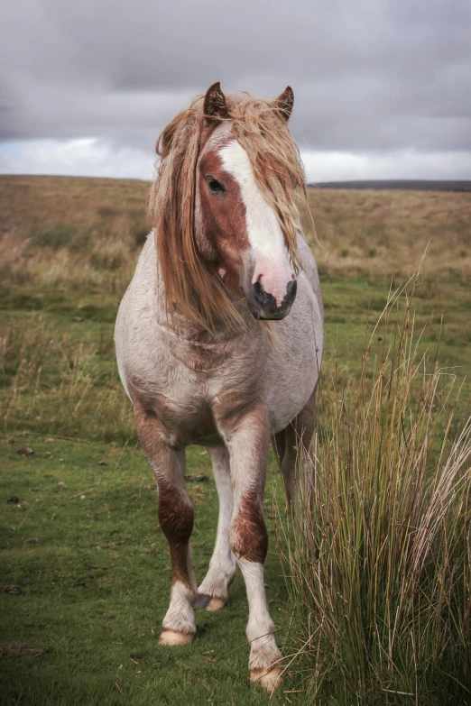 a brown and white horse standing on top of a lush green field, a portrait, pexels contest winner, long hair windy, orkney islands, slide show, grey